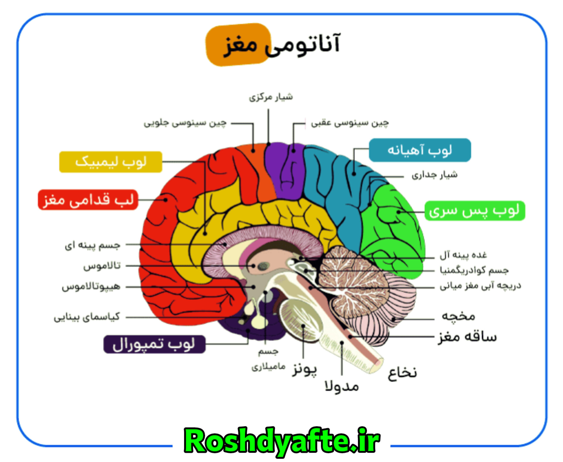 آناتومی مغز نوروساینس و نوروسایکولوژی